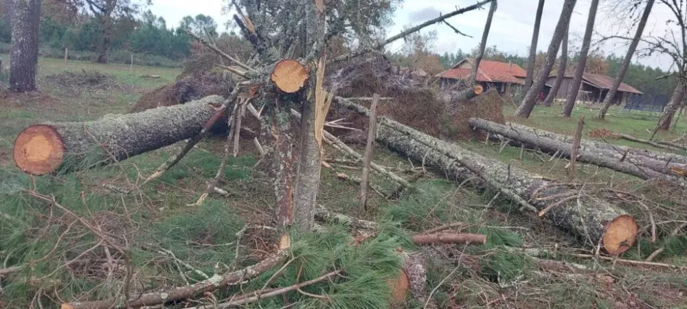 elagage-arbres-belin-beliet