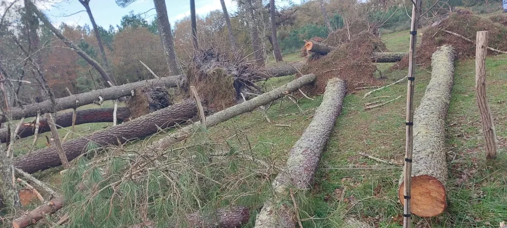 Elagueur près de Pessac