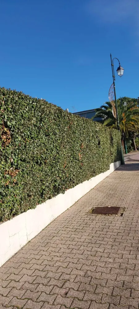 allee-jardin-paves-gironde.jpg